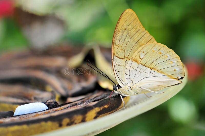 Butterfly on banana stock image. Image of beige, fruits 24689333