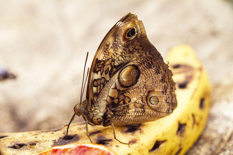 Butterfly on a banana stock image. Image of banana, insect 49250433
