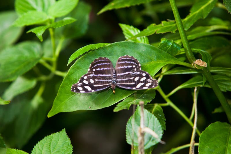 The Butterfly. A beautiful