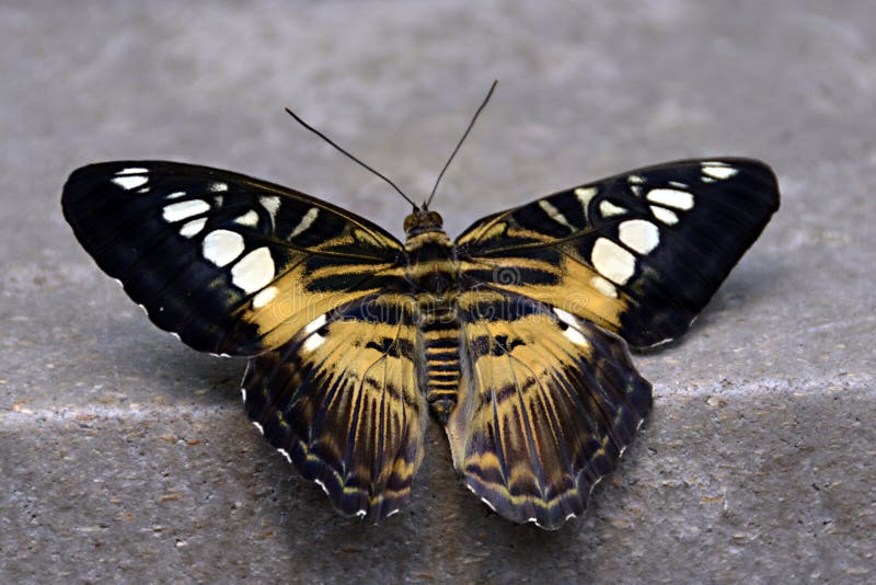 Download Black and Gold Butterfly stock photo. Image of butterfly ...