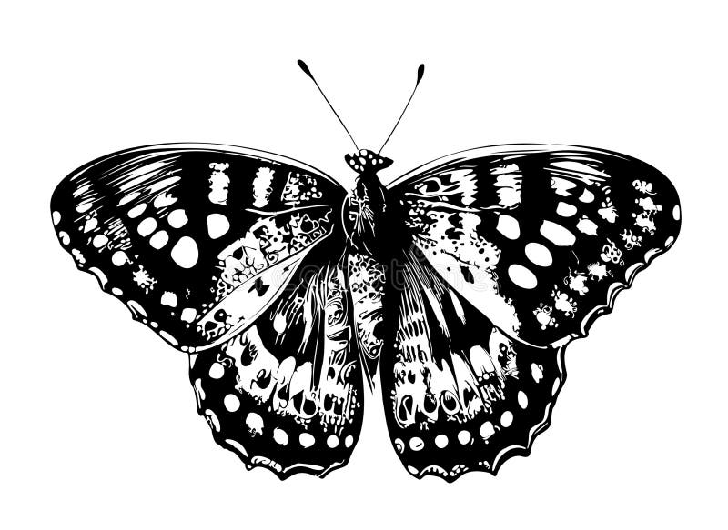 Butterfly Beautiful Hand Drawn Sketch Vector Illustration Stock ...