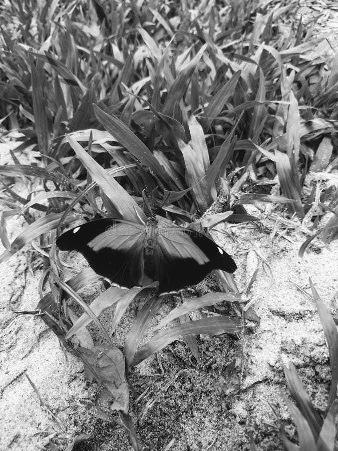 Butterfly in Black and White Stock Image Image of leaves, metallic