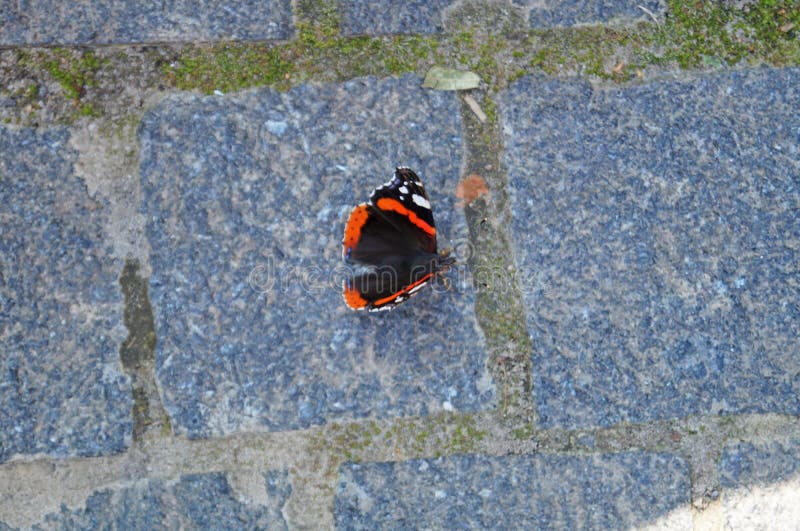 A Butterfly with Black White and Red Wings Sits on a Stone Stock Image