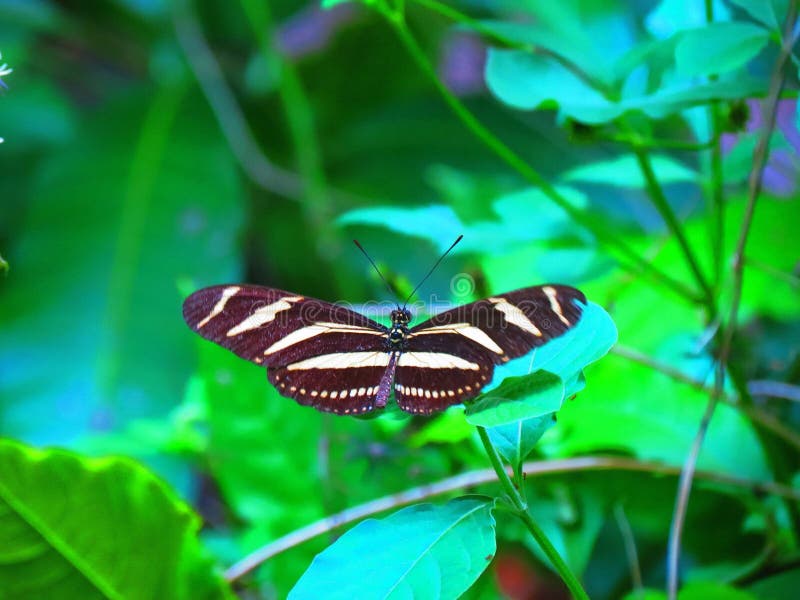 Butterfly Black and White Stripes Stock Image Image of insect, whithe 198454831