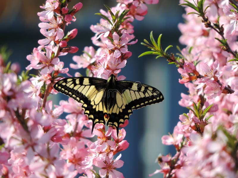 Butterfly on a blooming almond tree s flowers