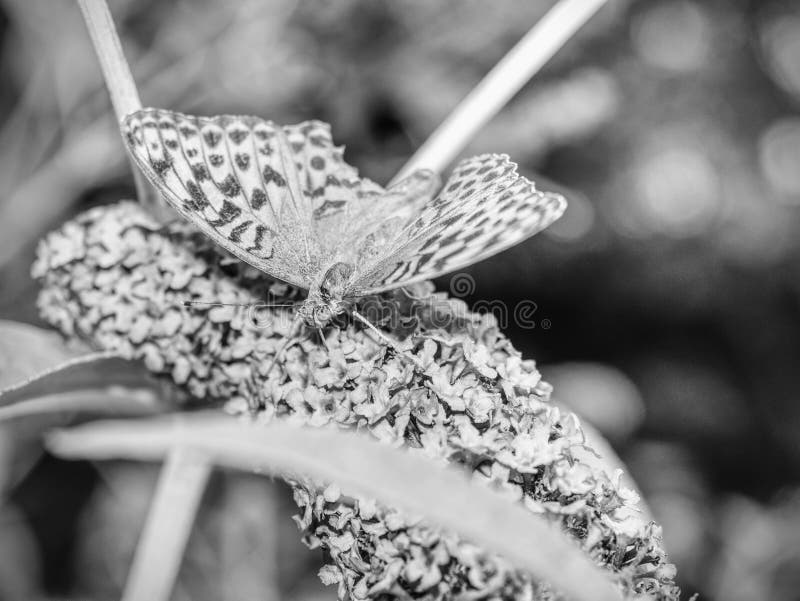 Butterfly on blooming purple butterfly bush. Little pink-purple flowers stock photos Butterfly on blooming purple butterfly bush. Little pink-purple flowers stock photos