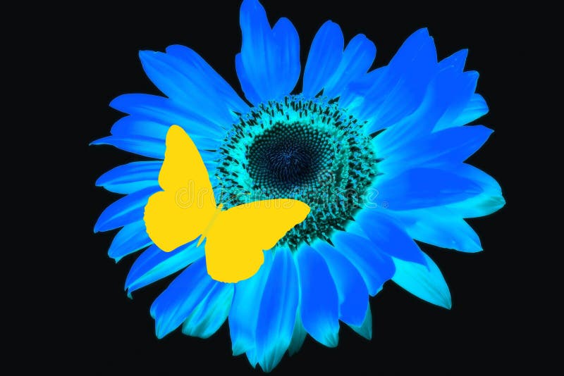 Blue Butterfly And Sunflower Stock Photo Image of spot, grunge 16630114