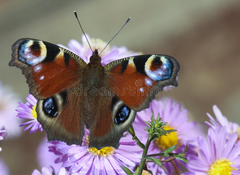 Butterfly on blue flower stock images