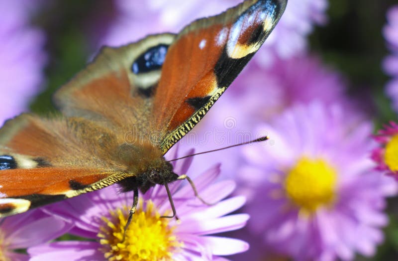 Butterfly on blue flower stock photography