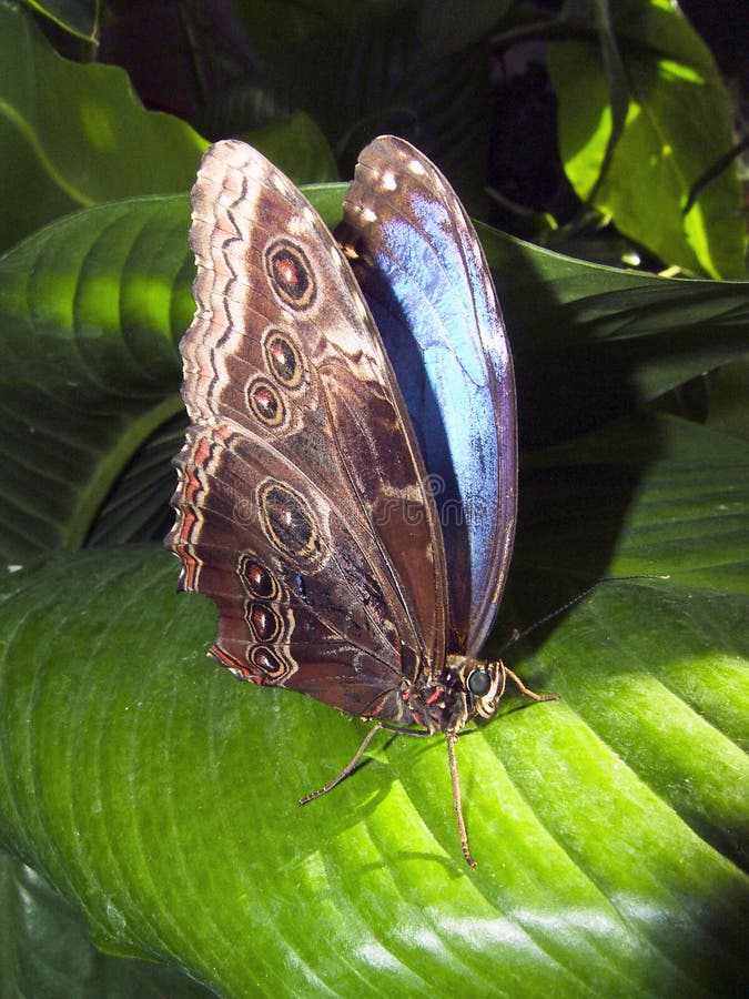 Butterfly Blue Morpho Resting on a Leaf Stock Image Image of