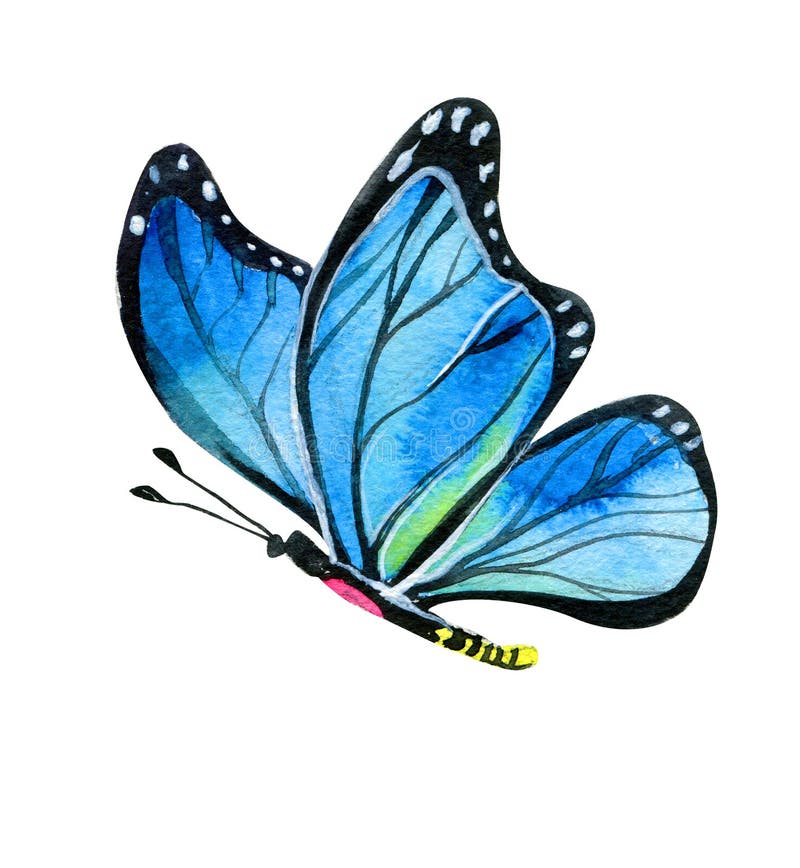 Butterfly blue realistic watercolor illustration