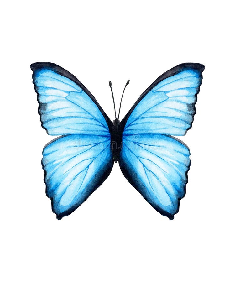Butterfly with blue wings. Hand-drawn watercolor clipart.