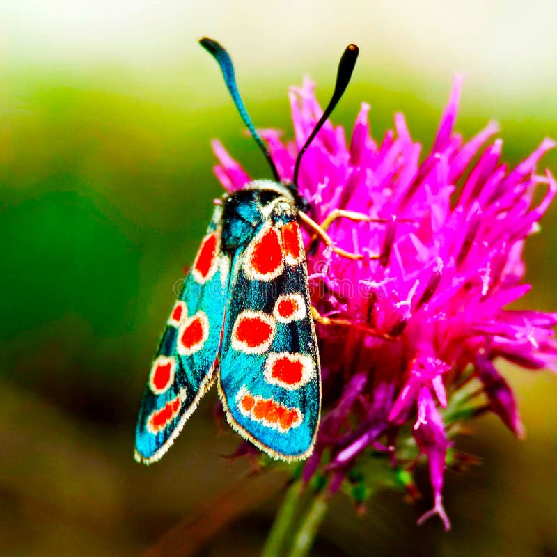 The Smoke Butterfly On A Black Background Stock Photo Image of