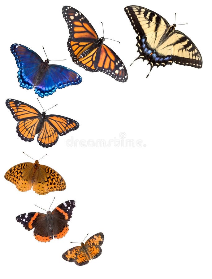 Butterfly border background stock images Butterfly border background stock images