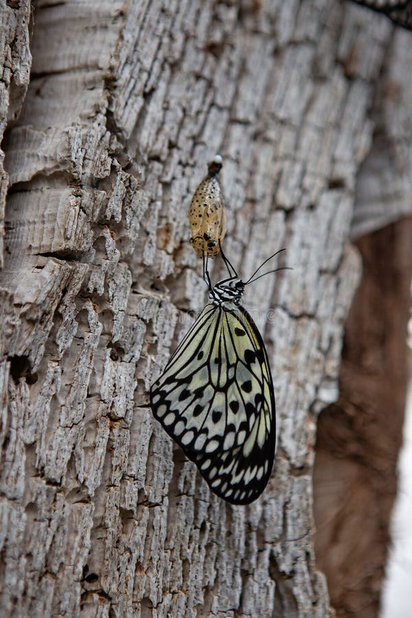 Butterfly on a Branch after Emerging from an Chrysalis Stock Image