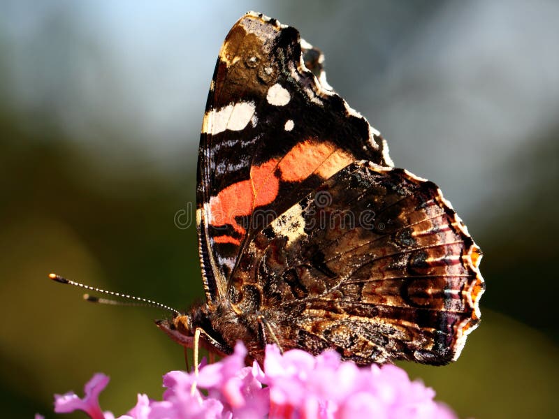 Butterfly on buddleia flower stock photo