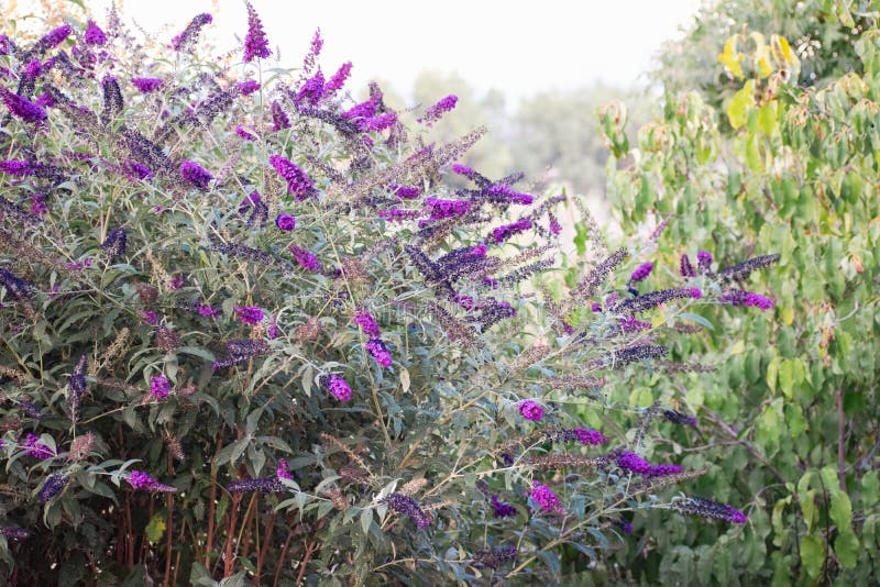 Purple Butterfly Bush in Bloom Stock Photo Image of butterfly, landscape 250420788