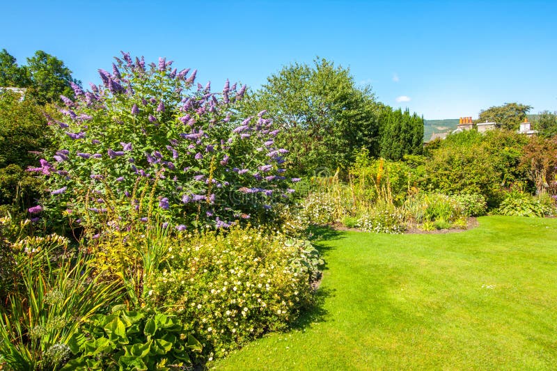 Butterfly bush, Violet butterfly bush, Summer lilac, Butterfly-bush, Orange eye , Buddleja davidii, Buddleia davidii