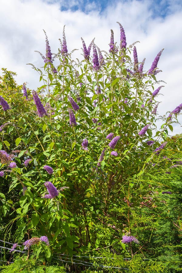 Butterfly bush, Violet butterfly bush, Summer lilac, Butterfly-bush, Orange eye (Buddleja davidii, Buddleia davidii), blooming in