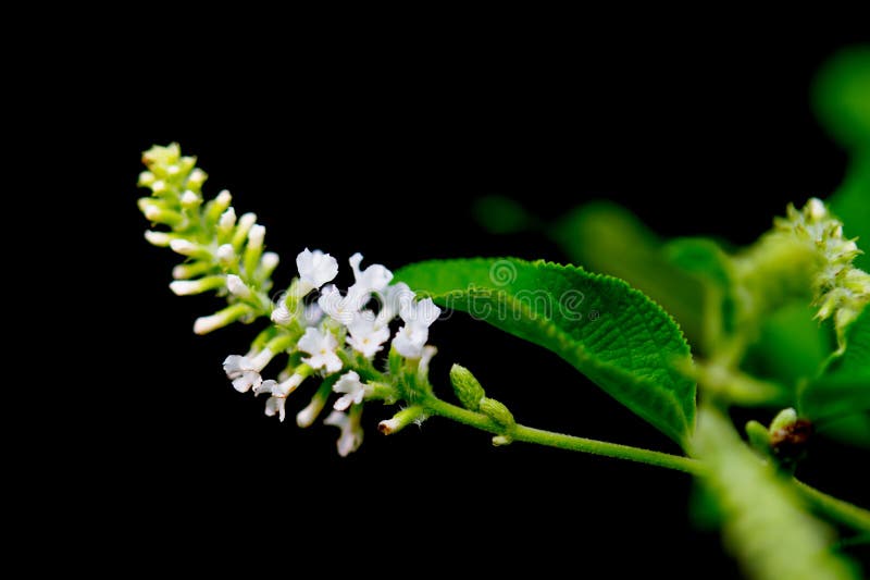 Butterfly Bush White Flower Isolated on Black Background Stock Image Image of blossom, detail
