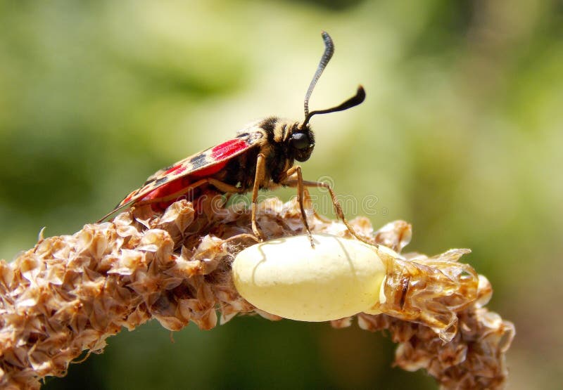 Butterfly royalty free stock photos