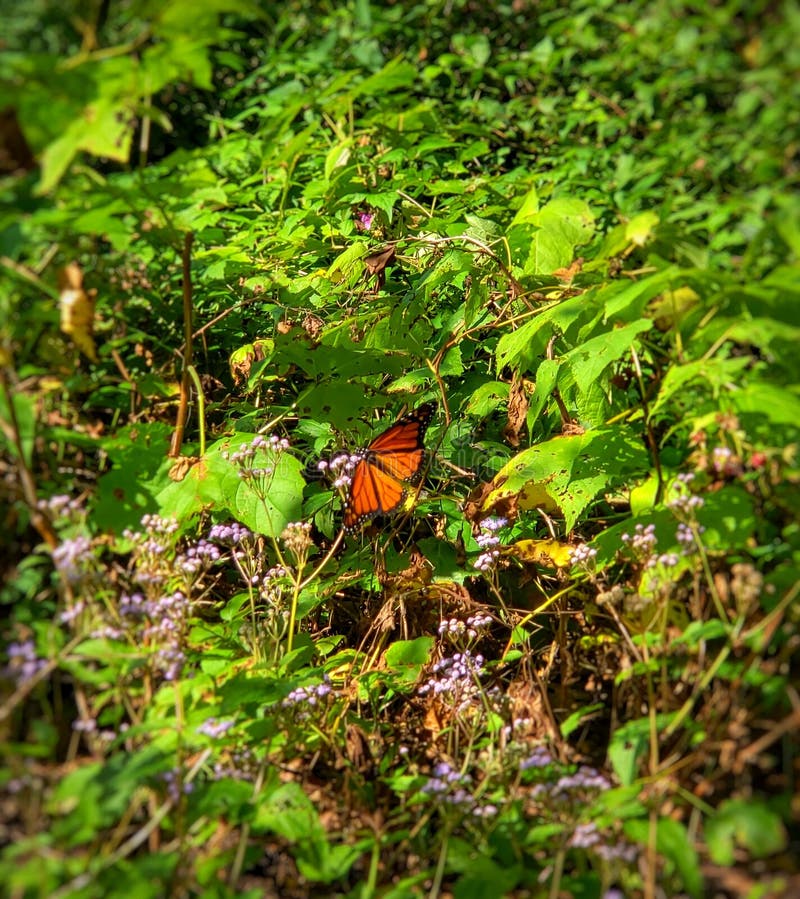 Closeup of a Butterfly on a Purple Flower in Cleveland, Ohio Stock