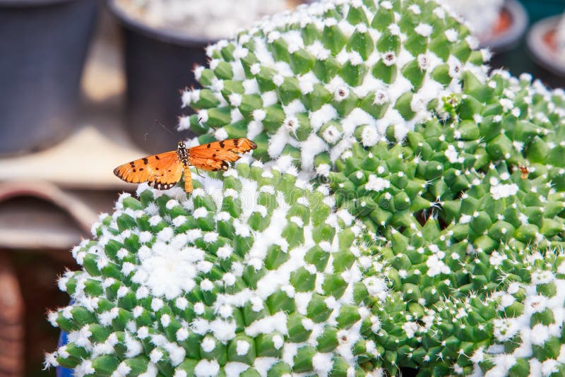 Butterfly Cactus stock photo. Image of spikey, round, brick 25724