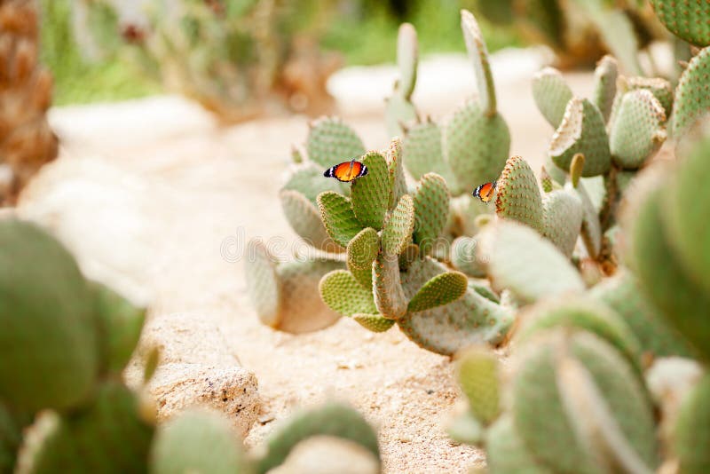 Arizona Sister (Adelpha Eulalia) Butterfly Stock Image Image of