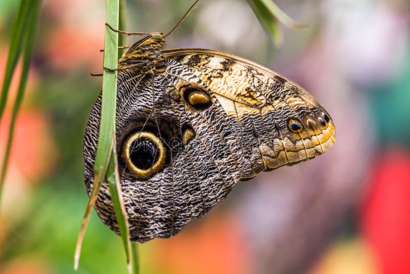 Butterfly Caligo Rurilochus stock photos Butterfly Caligo Rurilochus stock photos
