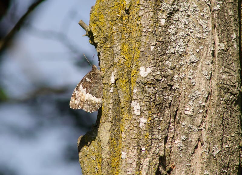 Frog camouflage stock image. Image of animal, spring 34929183