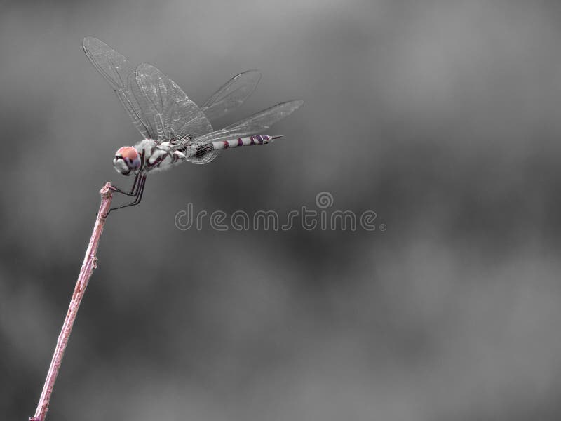 Butterfly Caption Stock Photos Free & RoyaltyFree Stock Photos from