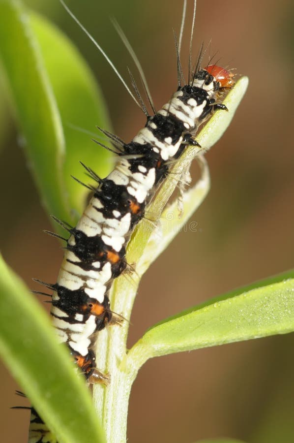 Butterfly caterpillar in the park