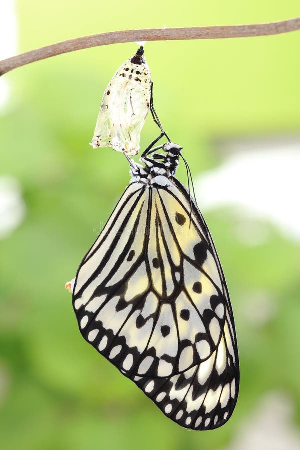 Butterfly Change Form Chrysalis Stock Image Image 34649471