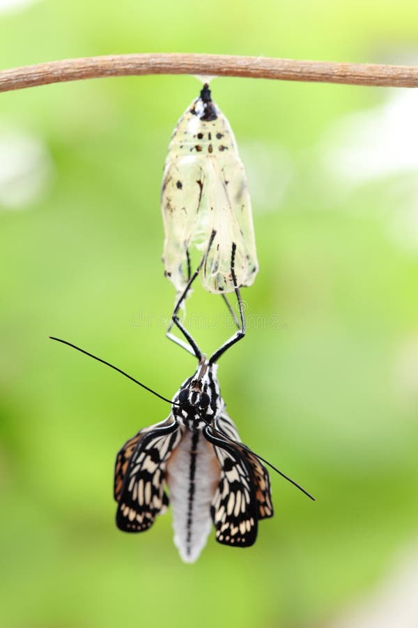 Butterfly Change Form Chrysalis Stock Photos Image 34649473