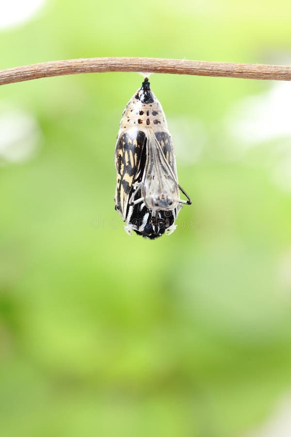 Butterfly Change Form Chrysalis Stock Image Image of black, monarch 40306563