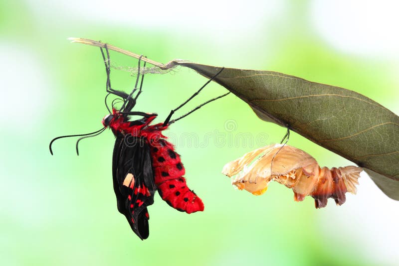 Amazing moment about butterfly change form chrysalis - Byasa polyeuctes