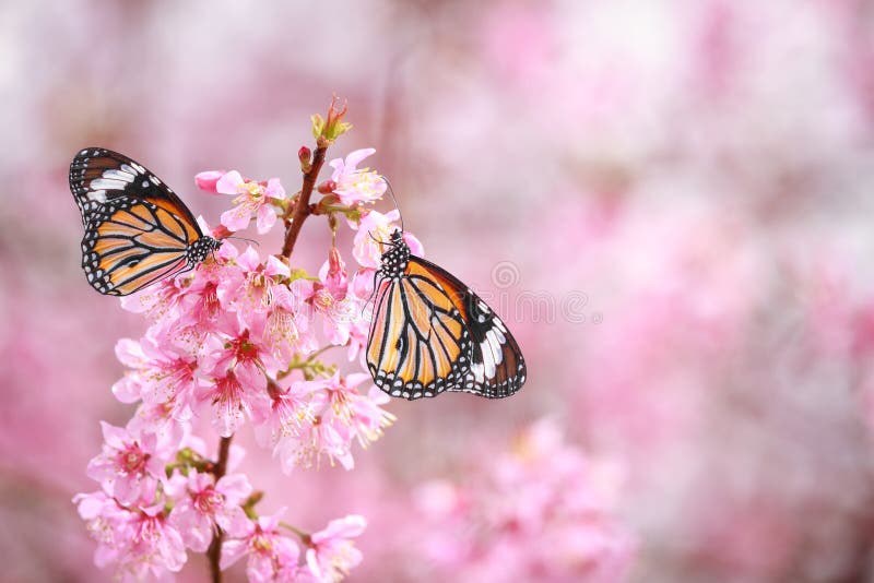 3,227 Cherry Blossom Butterfly Stock Photos Free & RoyaltyFree Stock