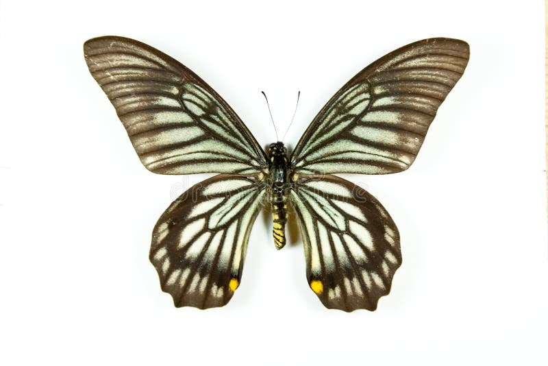 Butterfly Chilasa veiovis isolated