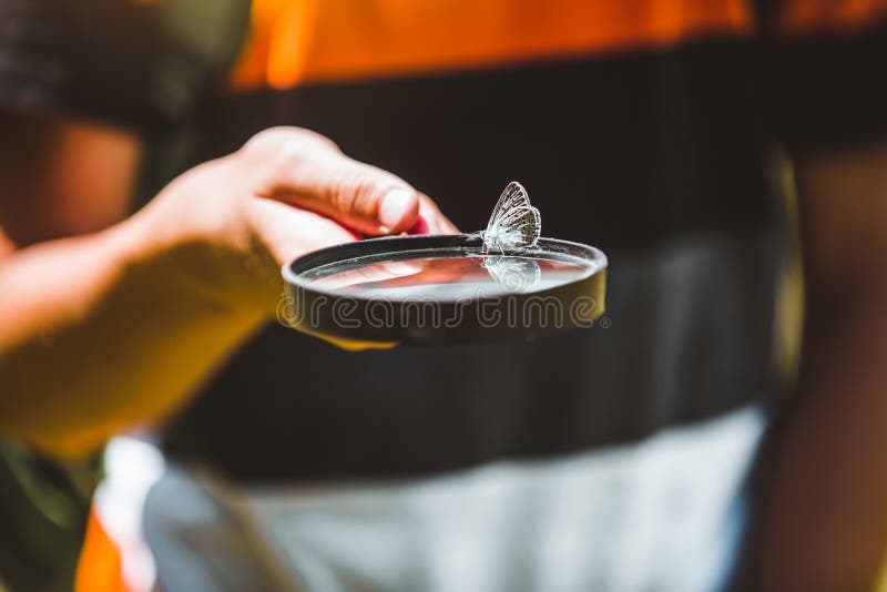 Butterfly in a child`s hand. butterfly on a child`s palm. stock photo