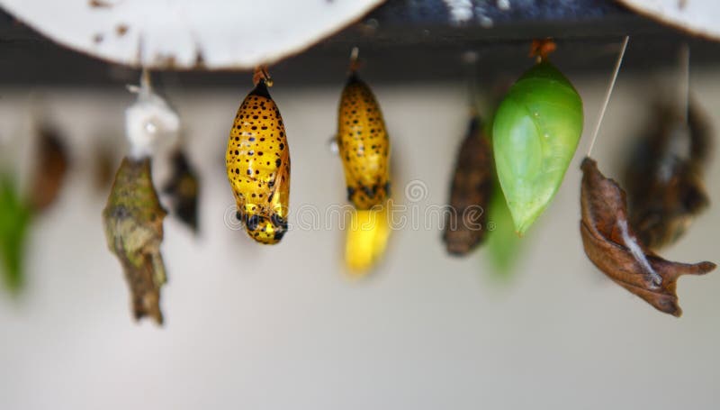 Different butterfly chrysalis during pupation.