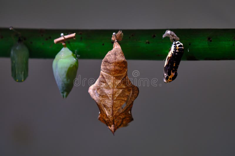 Butterfly chrysalis stock image. Image of environment 247153963
