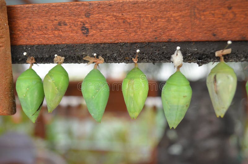 Butterfly chrysalis stock image. Image of pupae, names 71748541