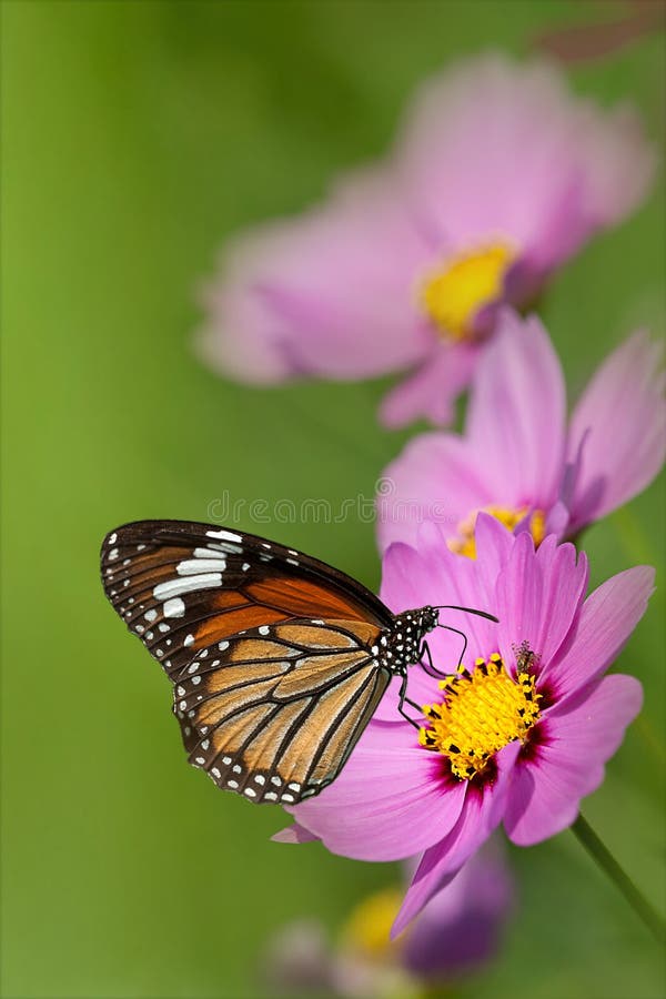 Butterfly and Chrysanthemum Stock Image Image of green, beautiful