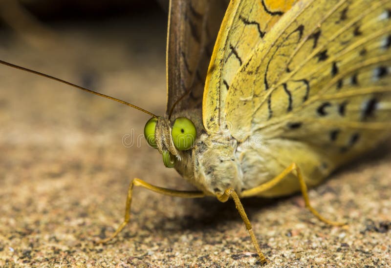 Butterfly closeup stock image. Image of wildlife, macro 32084651