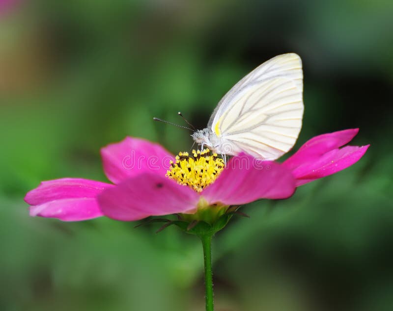 Butterfly flying to flower stock image. Image of plant 8247287