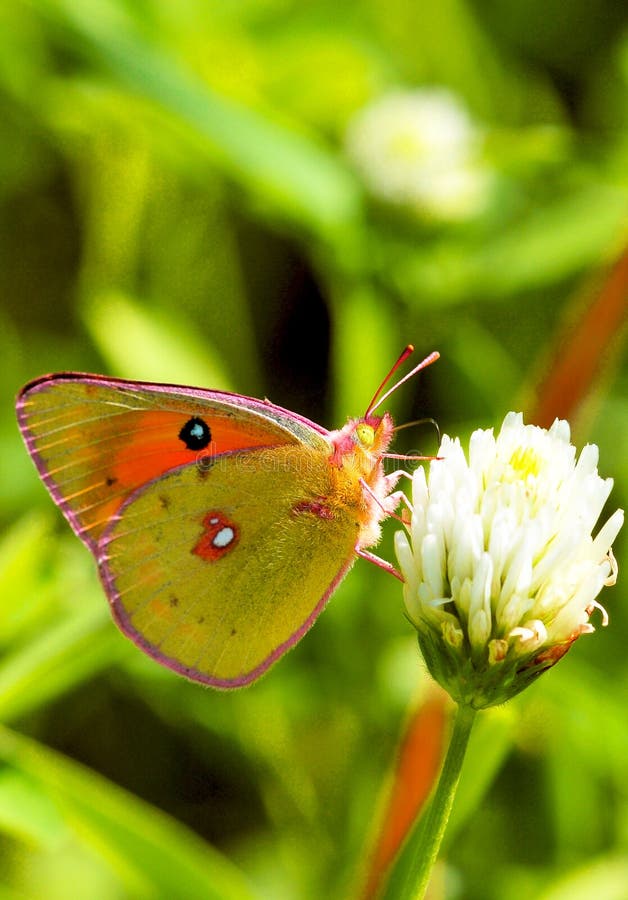 Butterfly closeup