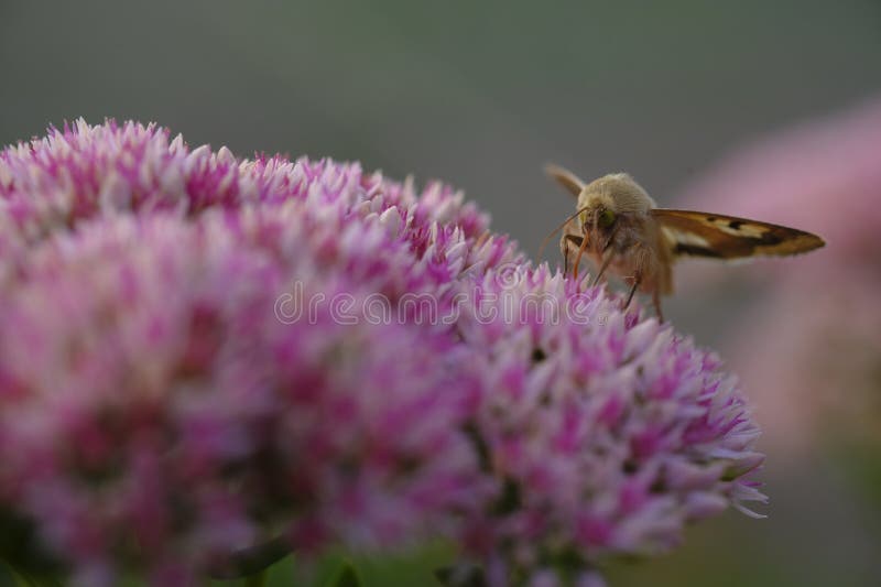 Butterfly and a Clover Flower in the Shade Stock Image Image of closeup, nature 273059575
