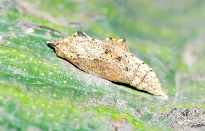 Butterfly cocoon stock photo. Image of life, envelop 10614878