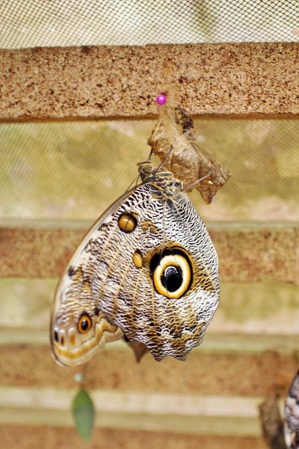 Blue Morpho Cocoon stock photo. Image of single, butterfly 25336752