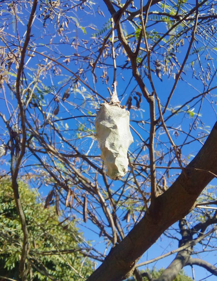 8,141 Butterfly Cocoon Stock Photos Free & RoyaltyFree Stock Photos